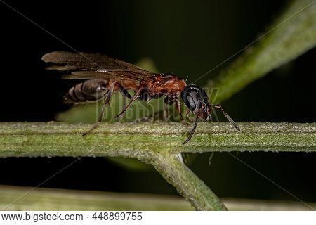 Adult Twig Queen Ant Of The Genus Pseudomyrmex