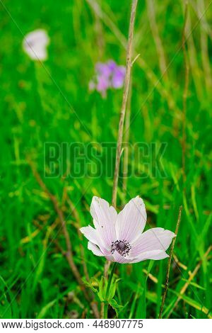 View Of Colorful Anemone Wildflowers, Near Megiddo, Jezreel Valley, Northern Israel