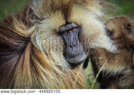 Close Up Portrait Of Endemic Gelada Baboons, Also Called Bleeding-heart Monkey, Living In The Ethiop