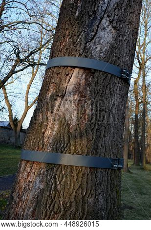 The Longitudinally Cracked Oak Tree Trunk Is Repaired By An Arborist Using A Metal Hoop Bolted Aroun