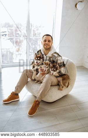 European Man Holding A Lot Of Husky Puppies In His Arms. Home Atmosphere Play With Puppies. Puppies 