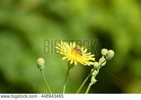 Bee On Perennial Sowthistle In Bloom Close-up View With Selective Focus On Foreground