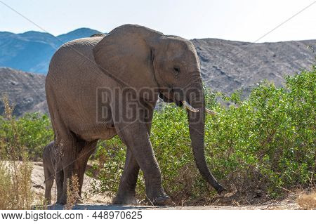 Closeup Of An African Desert Elephant - Loxodonta Africana- Wandering In The Desert In North Western