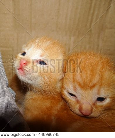 Ginger Kitten Portrait. Two Ginger Kitten. Cute Ginger Kitten
