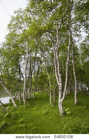 birchtrees