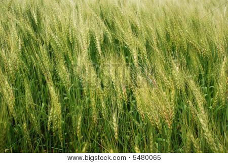 Wheatfield