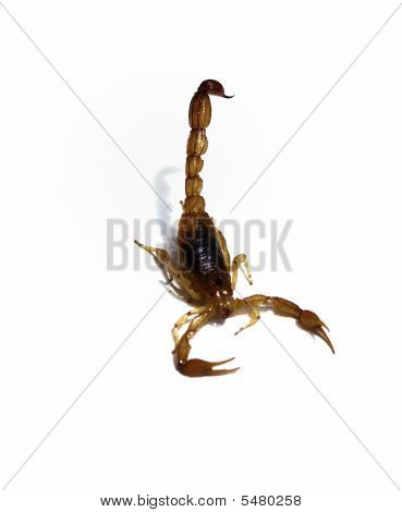 Skorpion