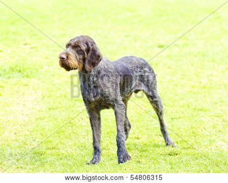 German Wirehaired Pointer