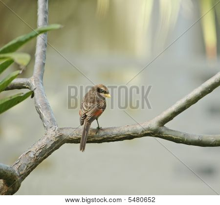 Yellow-billed Shrike Coy