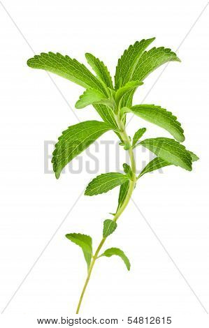 Stevia Rebaudiana