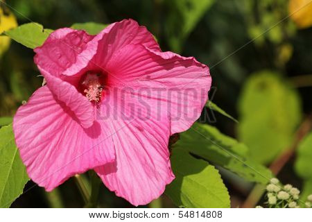 Pink Swamp Rose-mallow