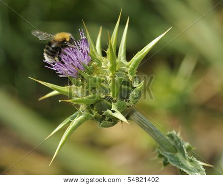 Tree Bumblebee on Milk Thistle