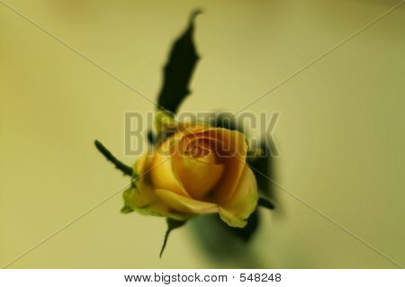 Amato rosa