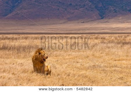 León macho sentado en el seco amarillo hierba