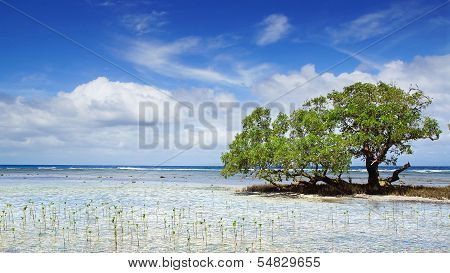 Mangrove tree.  Siquijor island, Philippines