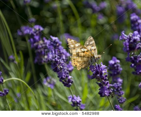 Butterfly on a flower
