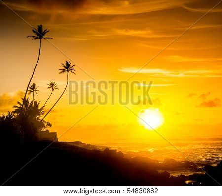 Extremely beautiful  sunset under the coconut plams on Sri Lanka beach.