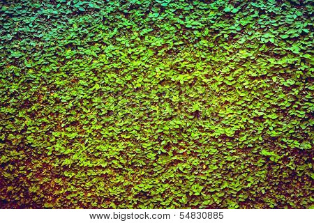 Green leaf background