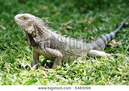 grau Leguan