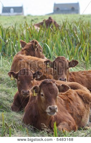 Lazy Kälber