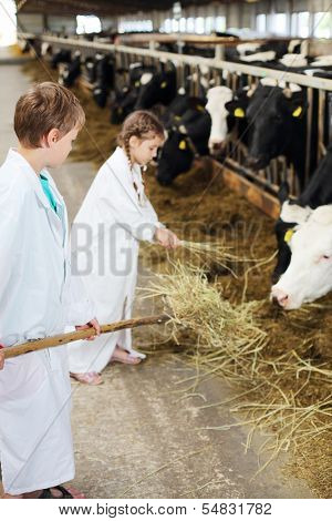 Boy with pitchfork and little girl in white robes holds hay for cows in long stall. Focus on boy.