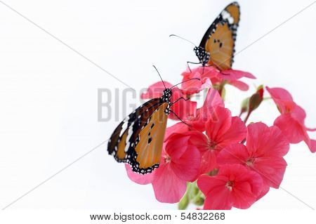 Monarch Butterflies