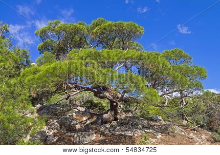 Pine On The Cliff.