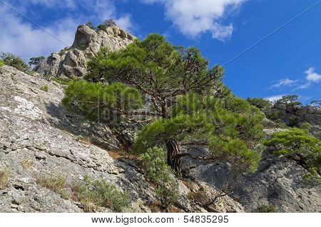 Pine On The Cliff.