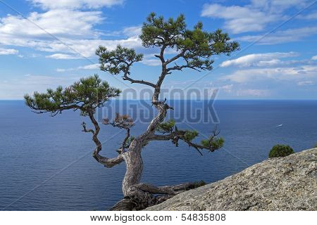 Pine On The Cliff Above The Sea.