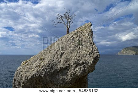 Dead Pine On The Cliff Above The Sea.
