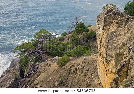 Pine Trees On A Steep Slope Above The Sea.