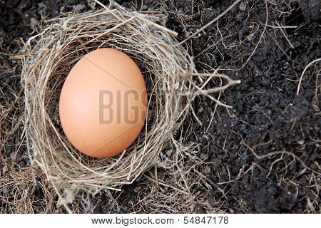 Eggs In Nests Placed On Ground.