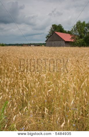 Mais-Feld und Scheune