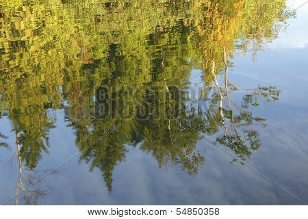 Trees Reflecting In A Lake