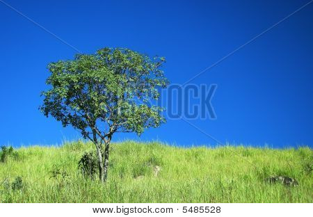 Árvore solitária no lindo céu