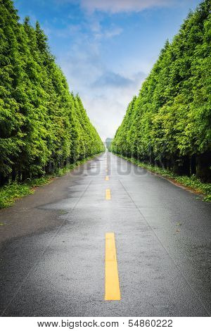 Road And Tree
