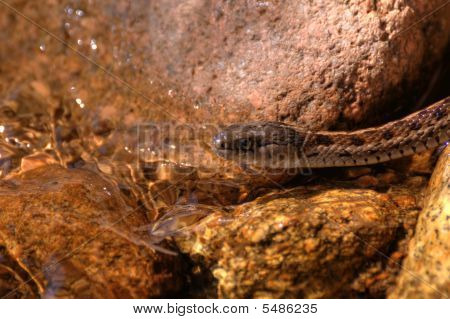 Gopher cobra Mores Creek