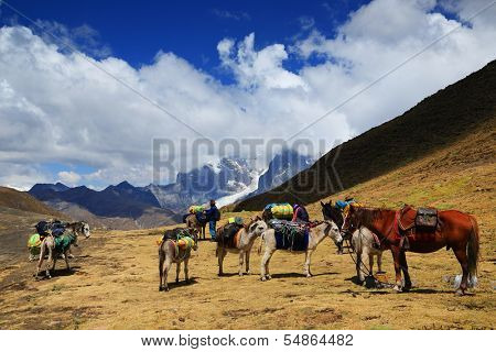 Horse in Cordiliera Huayhuash, Laguna Jahuacocha, Peru, South America