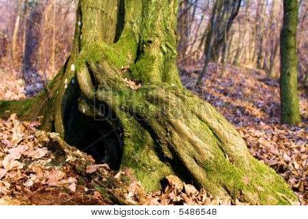 Baumstumpf