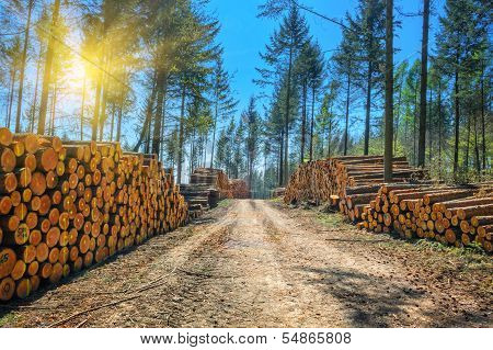 Log Stacks Along The Forest Road