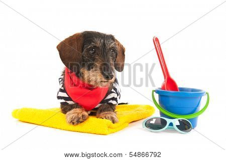 Wire haired dachshund at the beach in swim suit