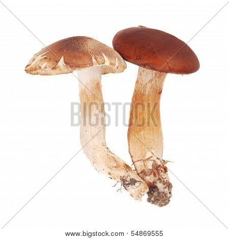 Cortinarius Mushrooms