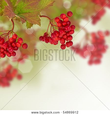 Berries Of Red Viburnum. Autumn Background.