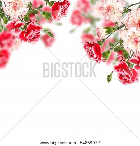 Postcard With Elegant  Flowers And Empty  Place For Your Text