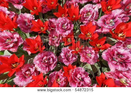 Background With Pink And Red Tulips With Triangular And Jagged Petals, A Photo From The Top, Vertica