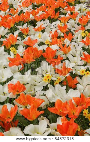 Background With White And Orange Tulips And Hyacinths, A Photo From The Top, Vertical.