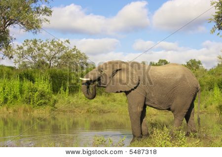 Grande elefante touro