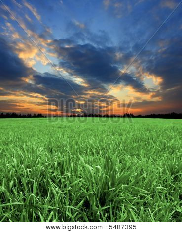 Grønne marker med solnedgang himmel