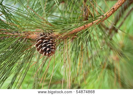 Brown Pine Cone Of Pine Tree