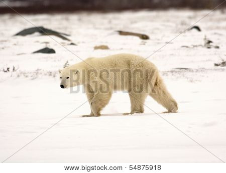 Polar Bear